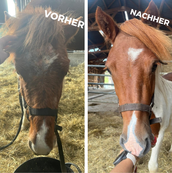 VorherNachher