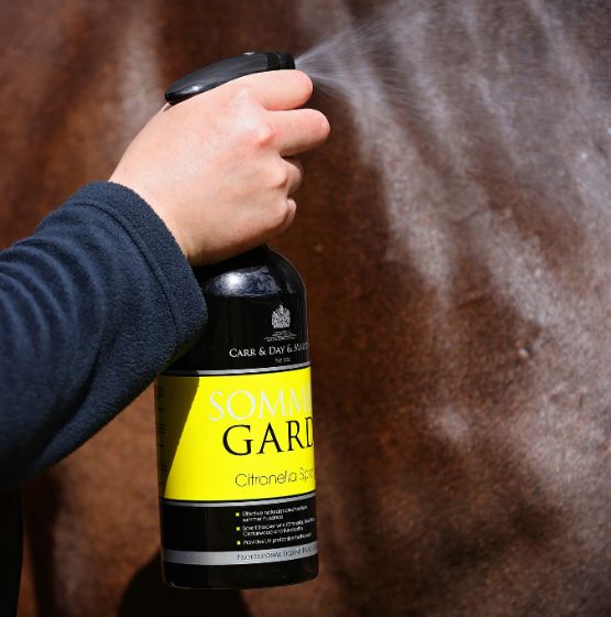 Untitled design (11)