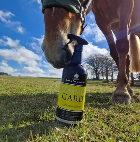 Untitled design (10)