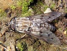 Horse Fly