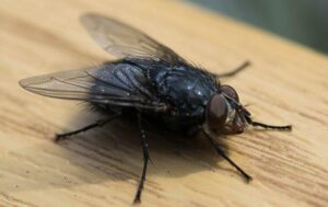 House Fly