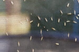 Midges