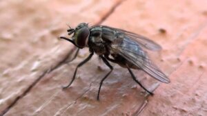 Stable Fly