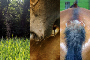 Sweet Itch Horse & Pony