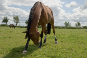 Horse Scratch