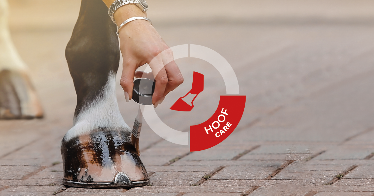 Understanding The Hoof