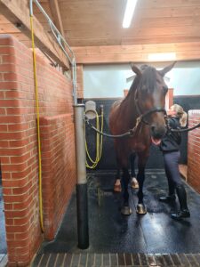 Washing your horse before clipping