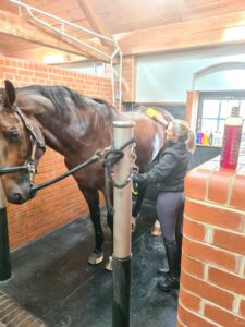 Washing your horse with Gallop Shampoo
