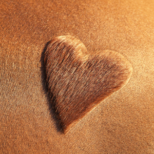 Clipping your horse