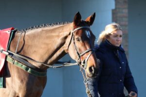 race horse grooming