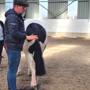 Horse Tail Pulling