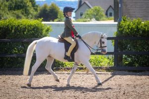 Keeping your grey pony clean at a show
