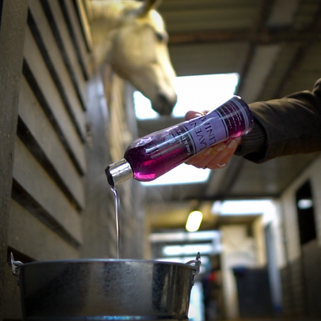 Lavender-Liniment-Warm-Horse-Wash