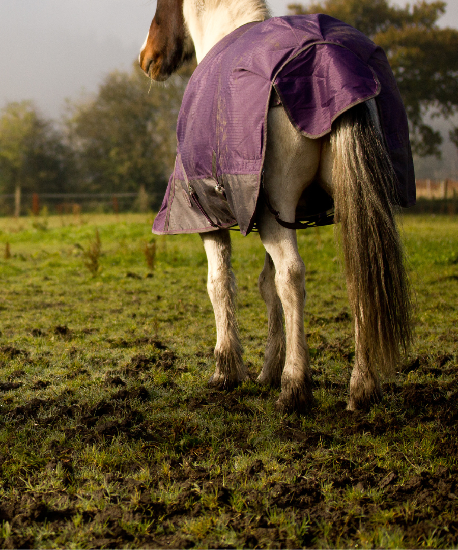 Mud Fever in Horses: Causes, Symptoms, and Proven Prevention Strategies for Equine Health