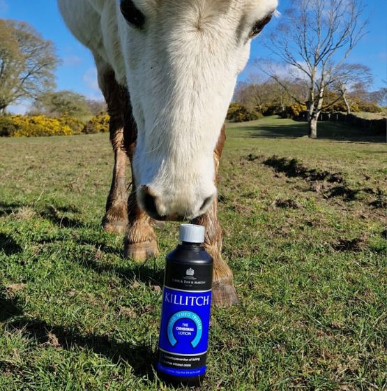 Killitch - 555px x 560px (3)