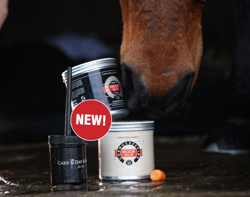 Solid Hoof Balms for horses
