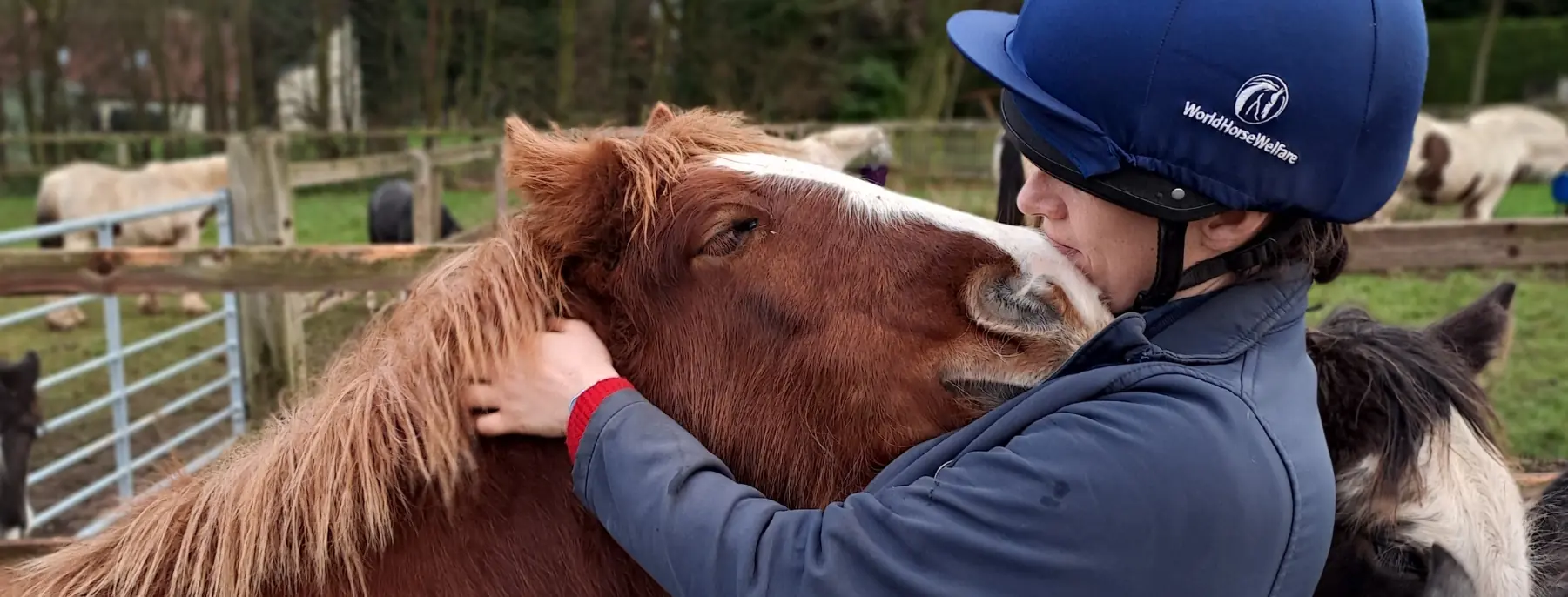 World Horse Welfare Care